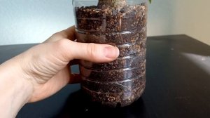 Фикус Петиоларис (Ficus Petiolaris) из семян