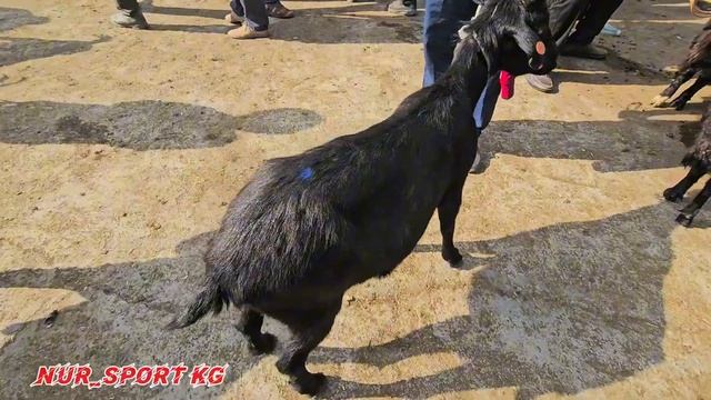 Ала-Бука району Соломо мал базардын баалары 04.08.24. смотреть онлайн