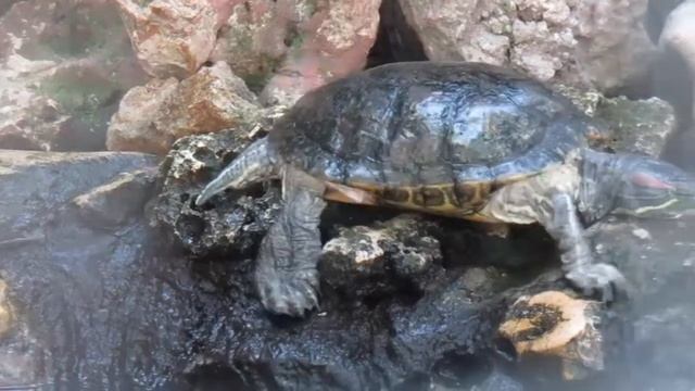 Kura-Kura Telinga Merah Brazil Trachemys scripta elegans at Surabaya Zoo смотреть онлайн