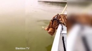 Вирусные видео - смешные видео сборников № 7