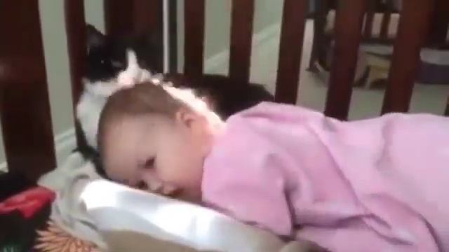 А вы бы разрешили так своему коту смотреть онлайн