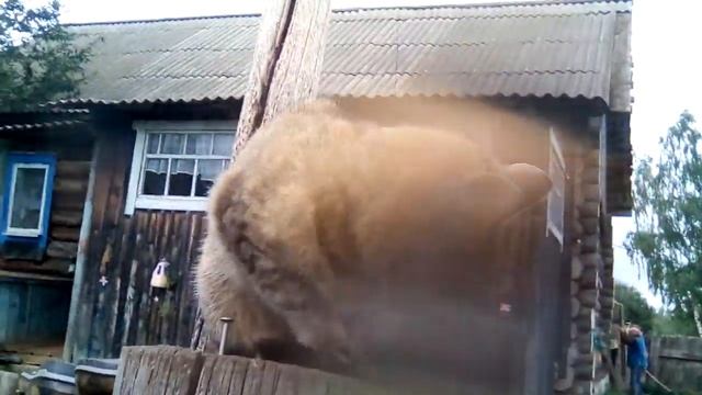 МОЁ ДОМАШНЕЕ ЖИВОТНОЕ. смотреть онлайн