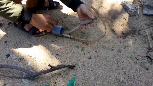 bẫy kỳ nhông siêu nhanh  cách bẫy kỳ nhông đơn giản nhất