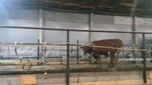 Коровы чуть не затоптали теленка