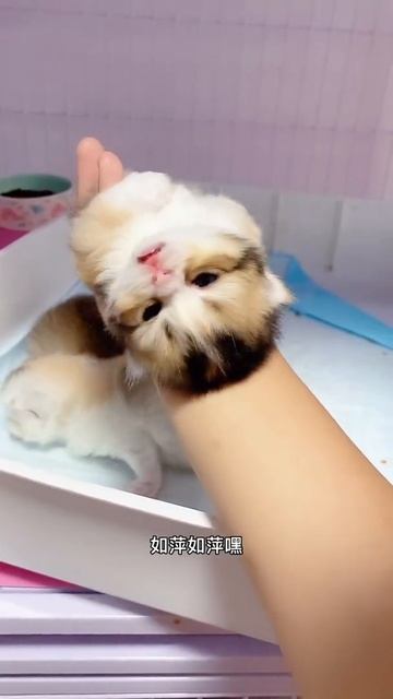  AWW SO FUNNY Dogs And Cats Reaction Video 1 Shorts Cat  Dog funny animal