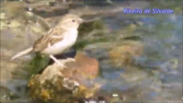 Pardais com sede смотреть онлайн