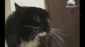 Весёлые песни