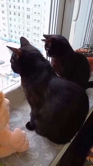 а Мейн-кун так и не вырос😂😆🤣 смотреть онлайн