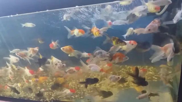 +998915216340самарканд самарканд зоо магазин смотреть онлайн