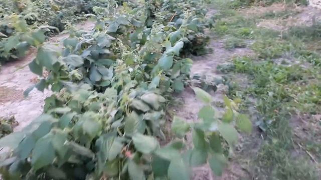 Polana 1 godina (prvi deo) смотреть онлайн