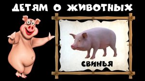 Свинья - Учим животных. Рассказ и видео про свинью.