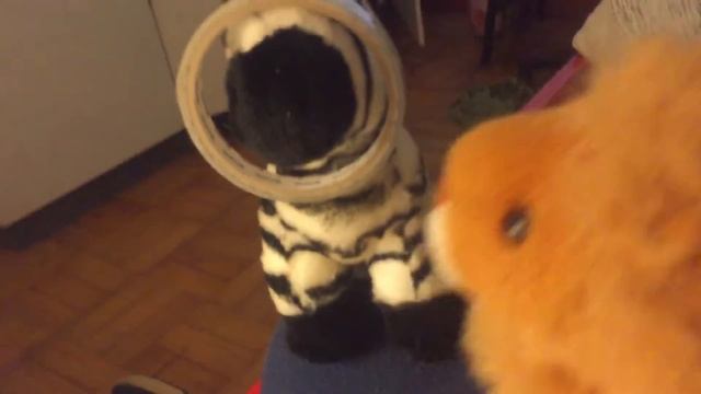 News report of koala in Micronesia with turtles????? koalas demise #18 смотреть онлайн