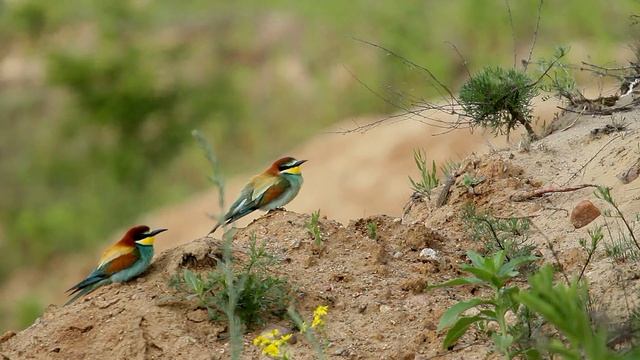 Żołna pszczołojad, European Bee-eater, Bijeneter, Золотистая щурка, call and song, głos żołny смотреть онлайн