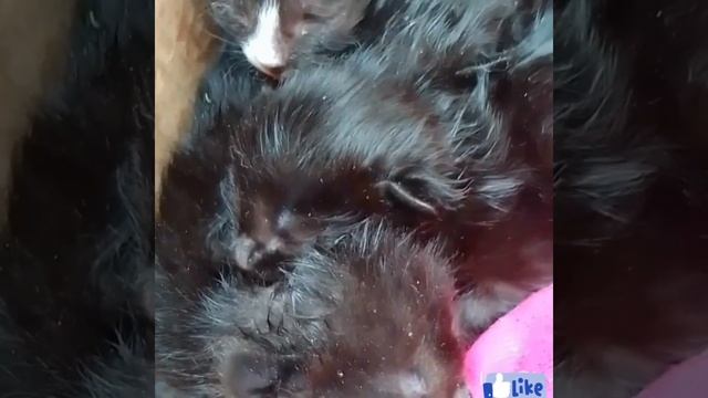 Выкинули слепых котят😭 Котята в безопасности теперь 🙏 смотреть онлайн