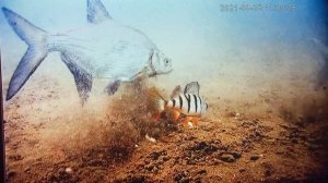 Лещ на прикорме ! Глубина 8,5м