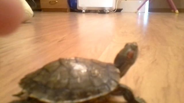 16 февраля 2017 г. смотреть онлайн