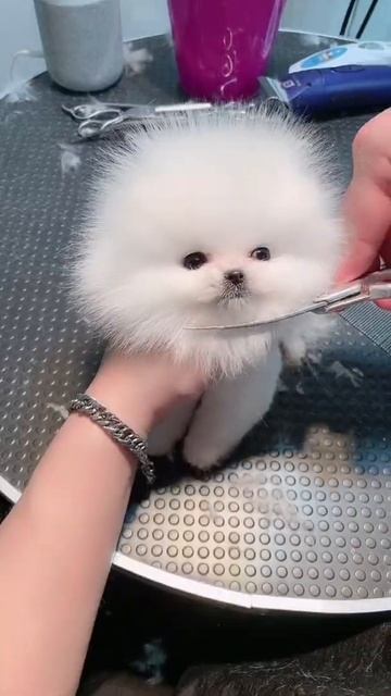 A cute pet смотреть онлайн