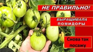 НЕ ПРАВИЛЬНО ВЫРАЩИВАЛА СРЕДНЕРОСЛЫЕ ТОМАТЫ. ПОМИДОРЫ ЗАВАЛИЛИ УРОЖАЕМ. СОРТ СПАССКАЯ БАШНЯ. БМ