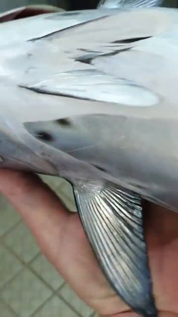 Very sharp teeth from baracuda #fyp #cheflife #reels #viral PLEASE SUBSCRIBE