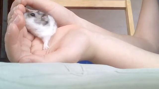 Хомка Джесі