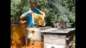 Проверка улья на наличие маточников