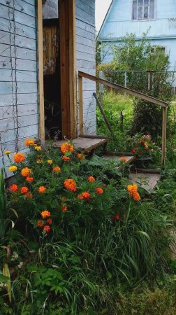 Такой была моя дача в 2007 году #ольга_дом_и_дача #дачакакесть #flowers #garden