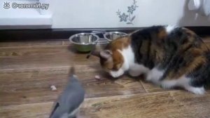 Попугай тырит еду у кошки