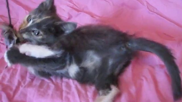 새끼 고양이  ...   Котята