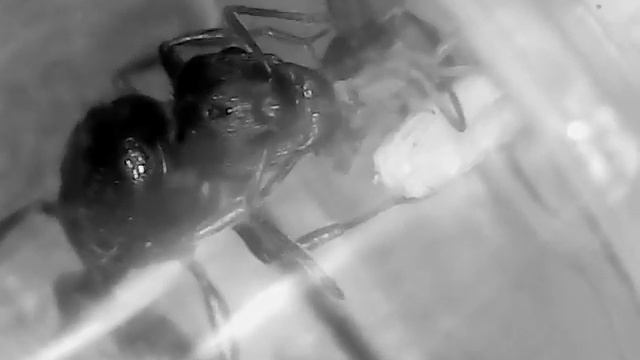 TETRAMORIUM CAESPITUM nibbling a drosophila