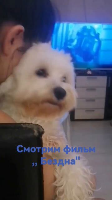 смотрим триллер #жизньуморя #мальтийскаяболонка #настроение #фильмы