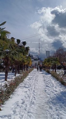🌴 снег на пальмах ❄️☀️ 😁