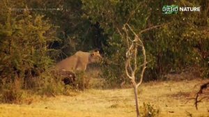 Африканские ночные охотники.