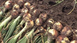 Опыт выращивания лука