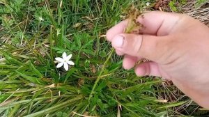 Myrfiol blant blåbærplantene! (Botanikkserie på norsk)