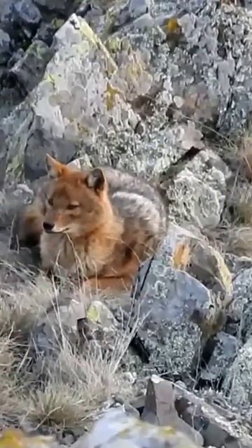 Wild Adventure: Join the Coolest Jackal in a Rocky Mountain Exploration!