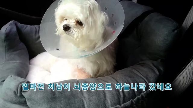 (033) 하루~ 수박먹고 영화보기? Haru~ Eating watermelon and watching a movie? (Eng Sub) смотреть онлайн