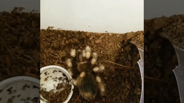Brachypelma hamorii l8 female feeding смотреть онлайн
