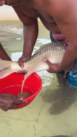 Giant White Mrigel Fish Breeding #shorts