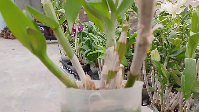 ready Spike Knop kak yuk Diorder Harga 65k an Semua.tanya" langsung wa KK :085856126505 смотреть онлайн