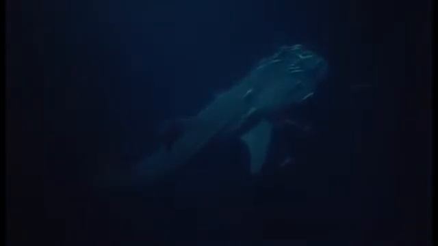 Croisière plongée aux Maldives - Tethys Scuba club смотреть онлайн