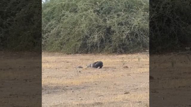 Jackle fight honey badger fight rock python #animalsfight #jacklefight смотреть онлайн