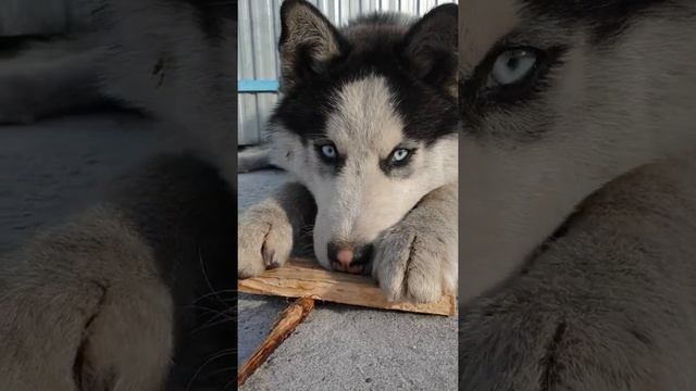 Хаски голубые глазки