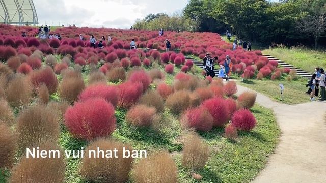 Kochia  the Kochia  Bassia scoparia 