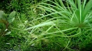 Eriocaulon sp. Goias(ゴイアス　スタープランツ)