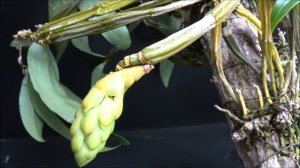 Dendrobium densiflorum