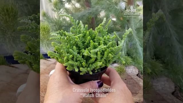 Quick Peek: Crassula lycopodioides Watch Chain