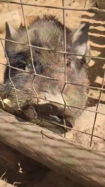 Парк животных в Барановичах😍🥹 #рекомендации #топ #хочуврек #лайф #путешествие #любовь смотреть онлайн