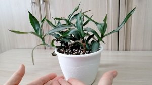 Мои наблюдения за Мурданией. 🌱🌿🌱