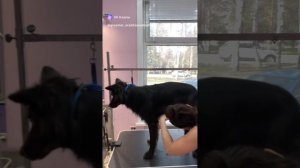 Груминг дворняжки #груминг #грумер #грумингсобак #животные #топ #рекомендации