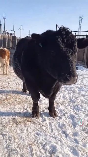 Black Angus